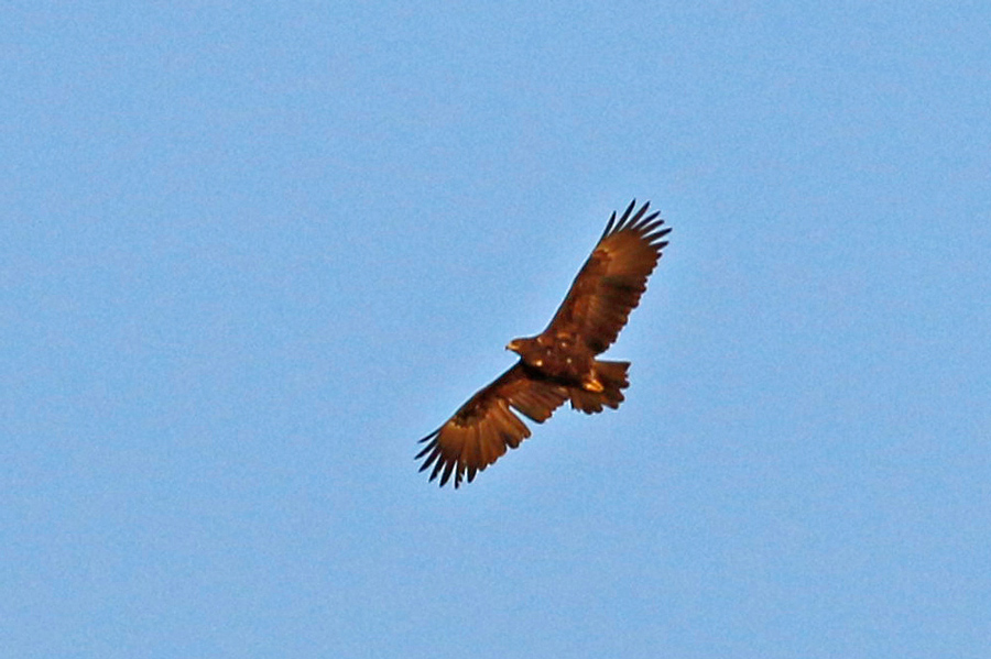 Greater Spotted Eagle