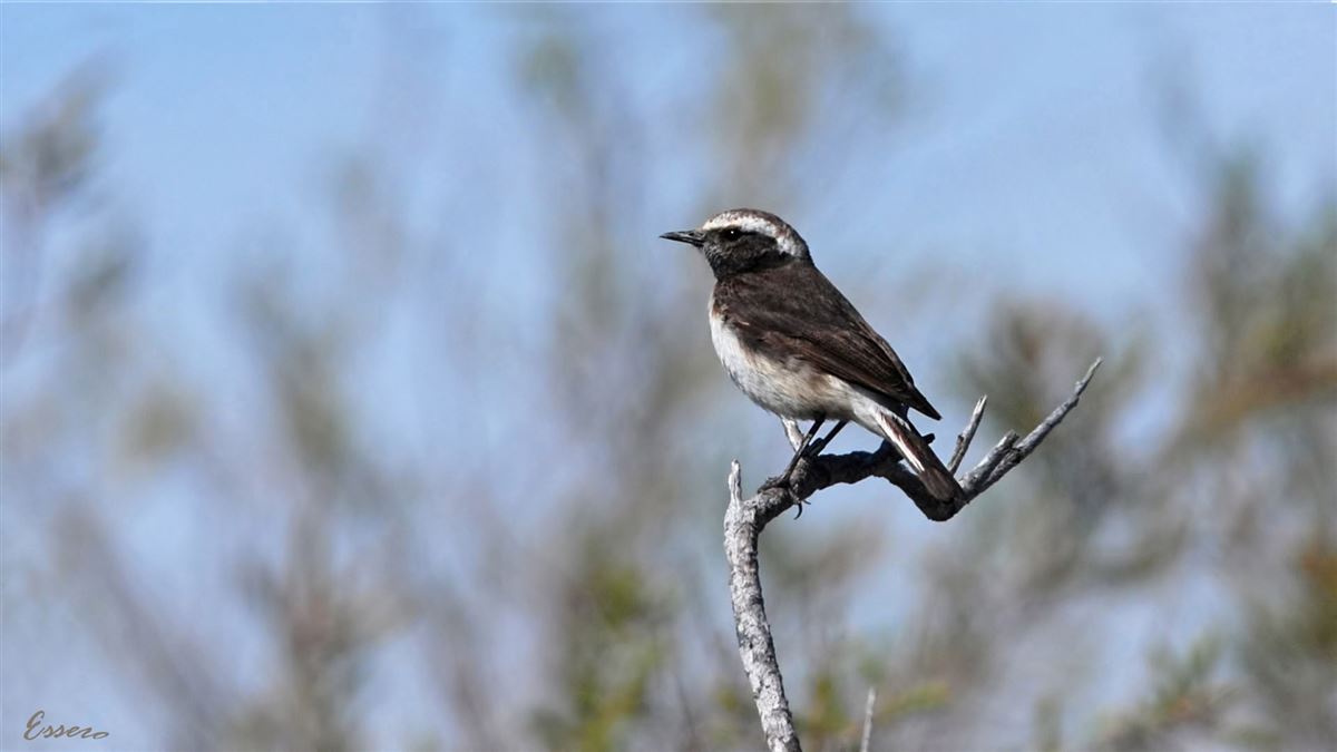 Cyprus Wheatear