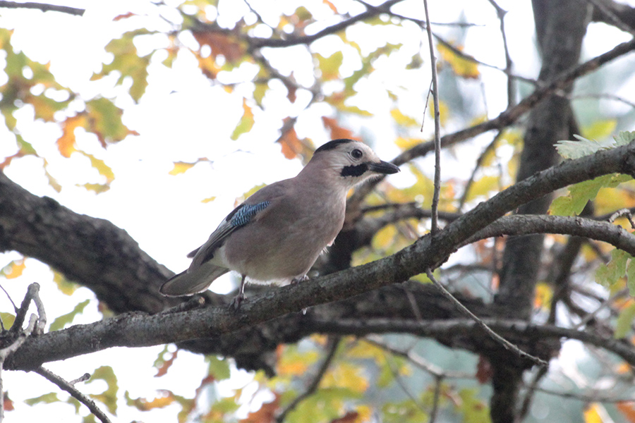 Eurasian Jay