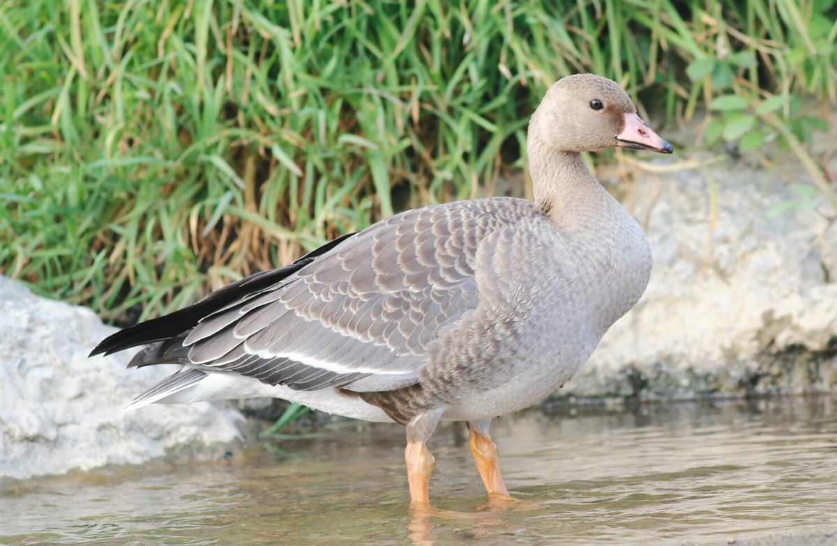 Greater White-fronted Goose