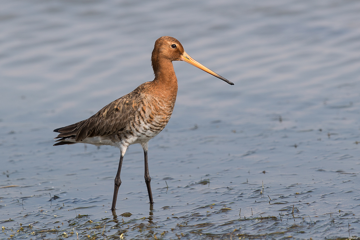 Black-tailed Godwit