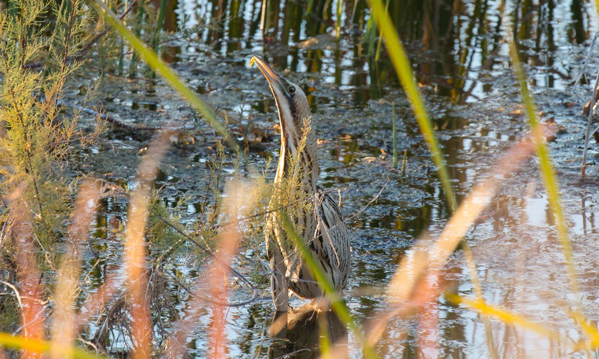 Eurasian Bittern