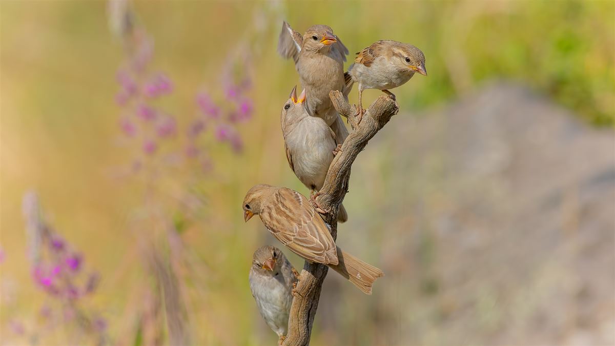 House Sparrow