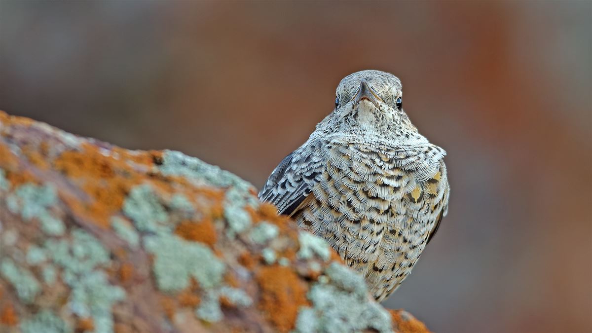 Common Rock Thrush
