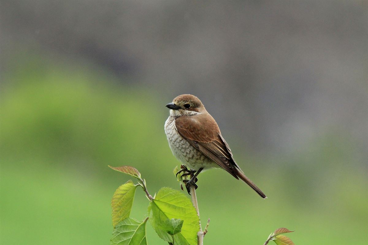 Red-backed Shrike