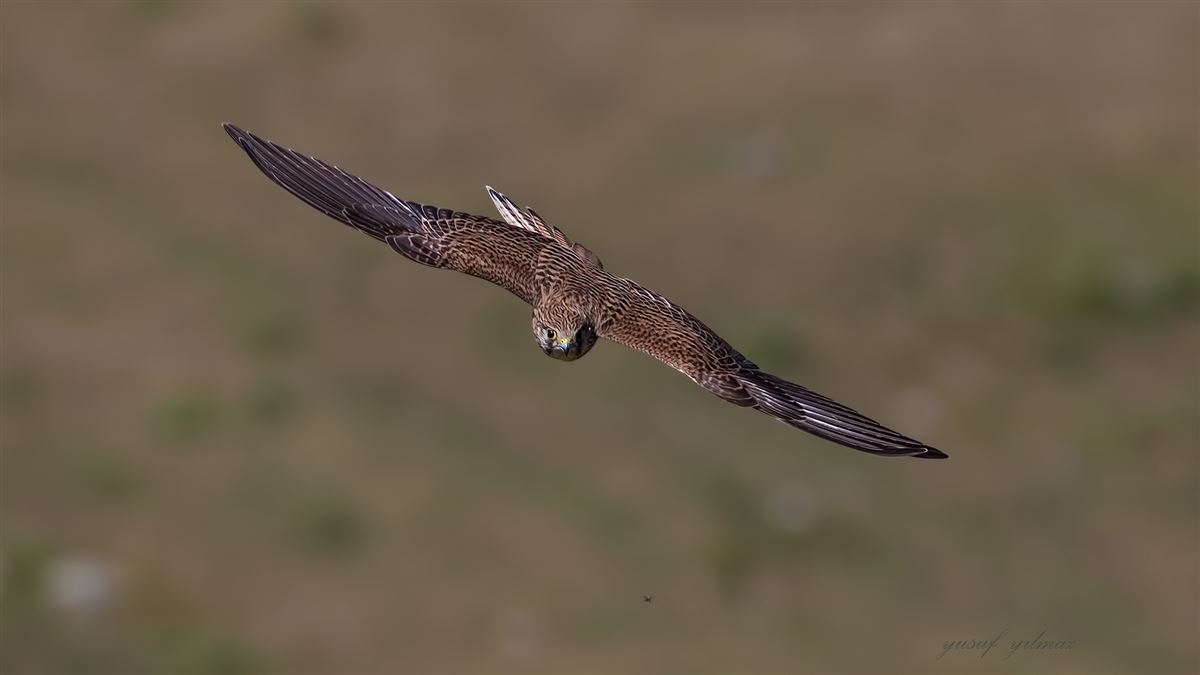 Common Kestrel