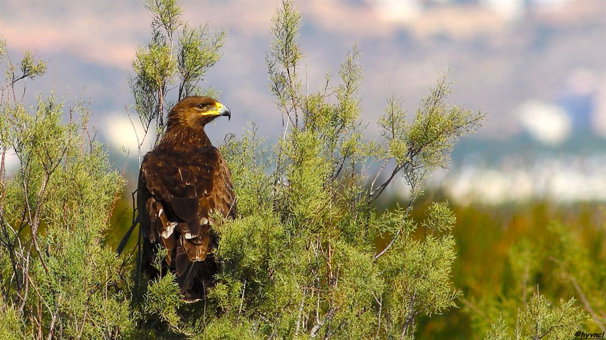 Greater Spotted Eagle