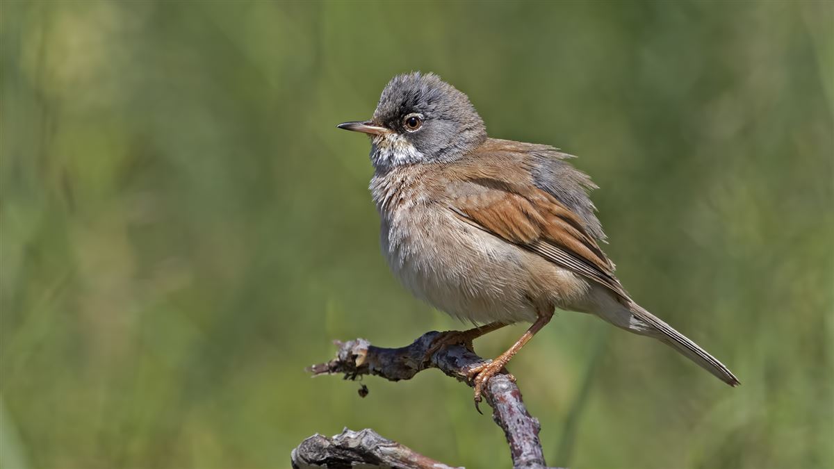 Spectacled Warbler