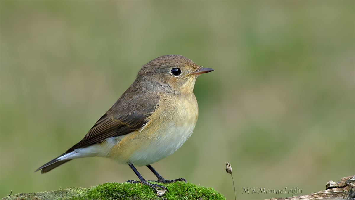 Red-breasted Flycatcher