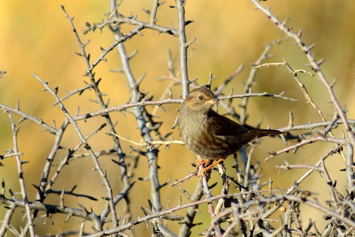 Dunnock