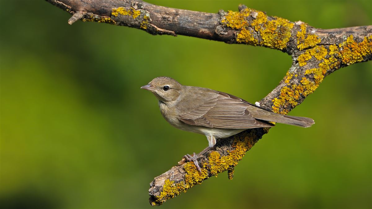 Garden Warbler