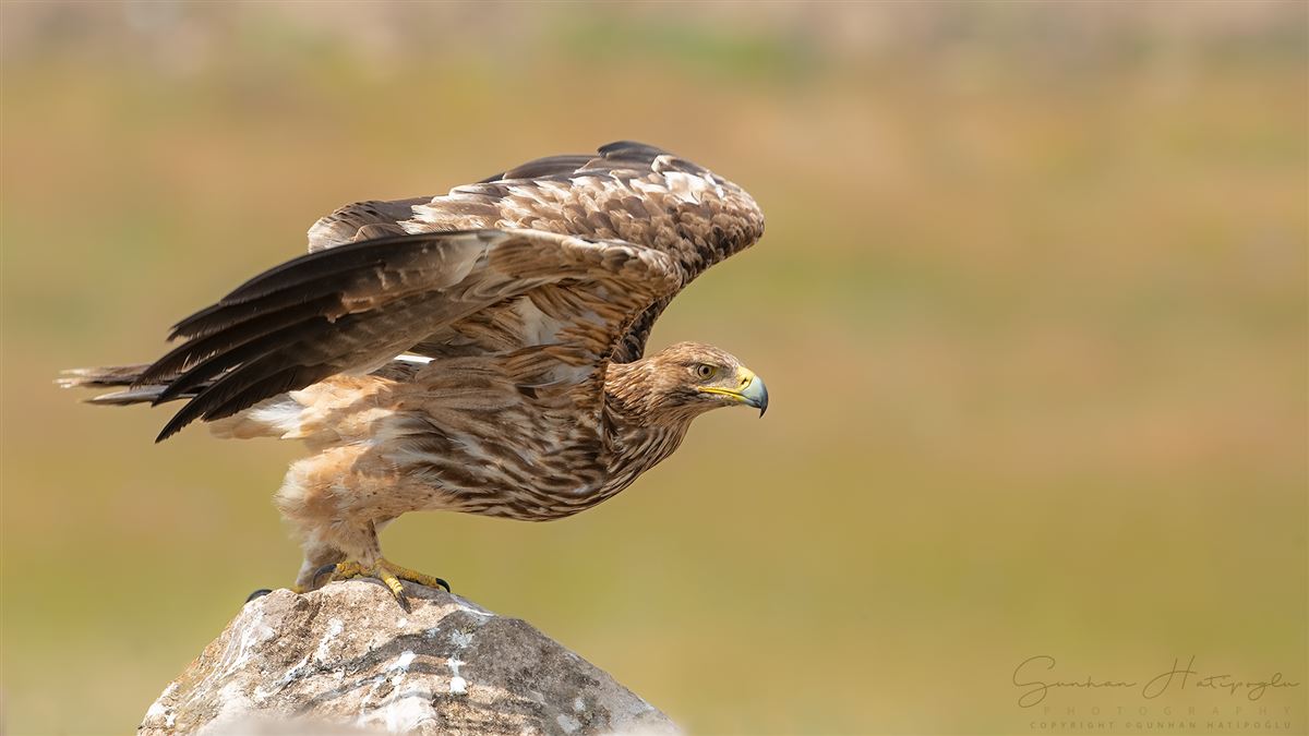 Eastern Imperial Eagle
