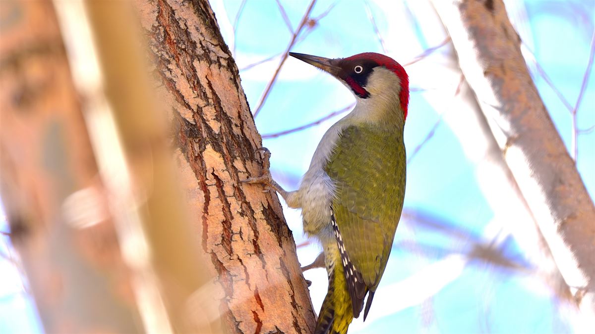 European Green Woodpecker