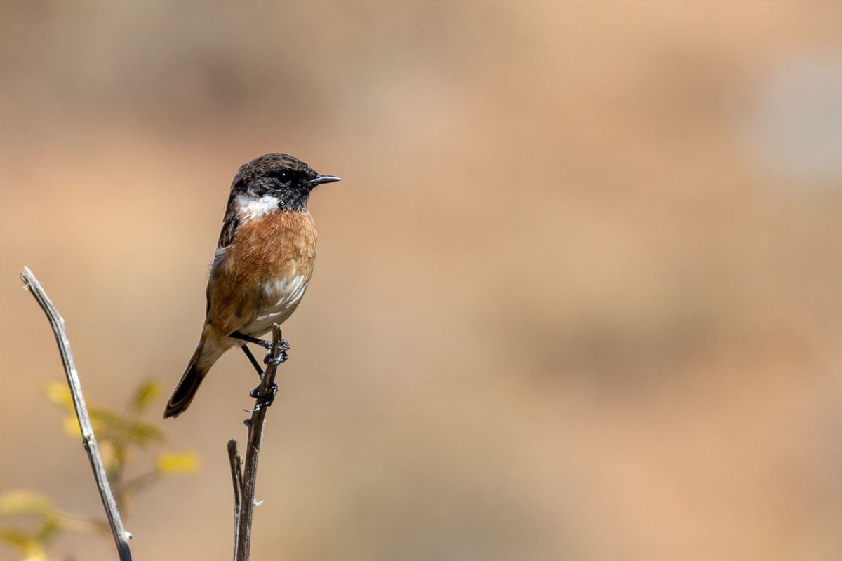 European Stonechat