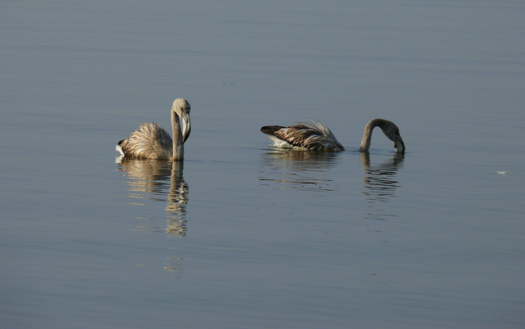 Greater Flamingo