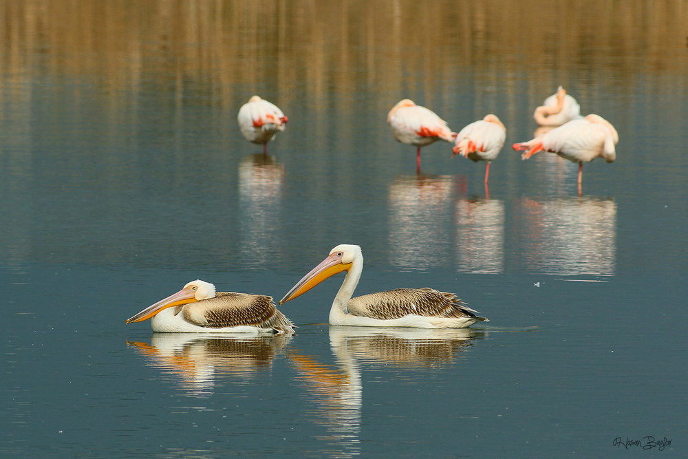 Great White Pelican