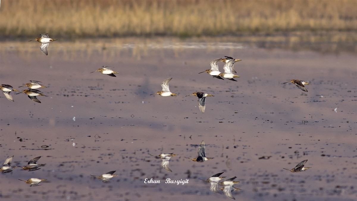 Common Snipe