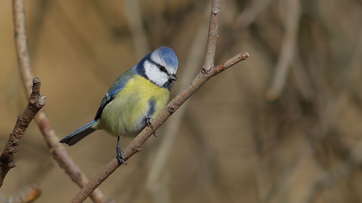 Eurasian Blue Tit