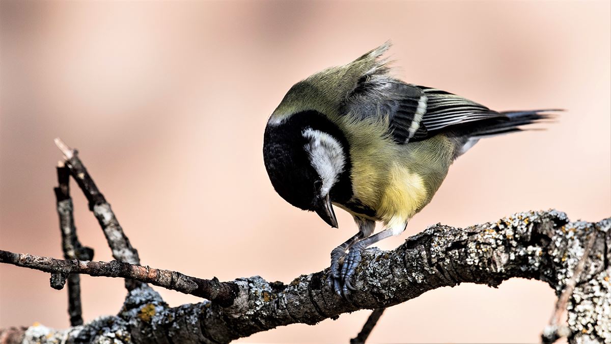 Great Tit