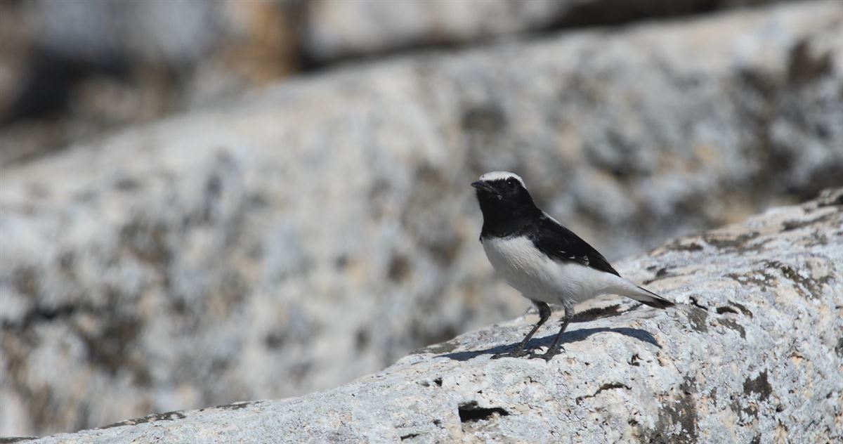 Finsch`s Wheatear
