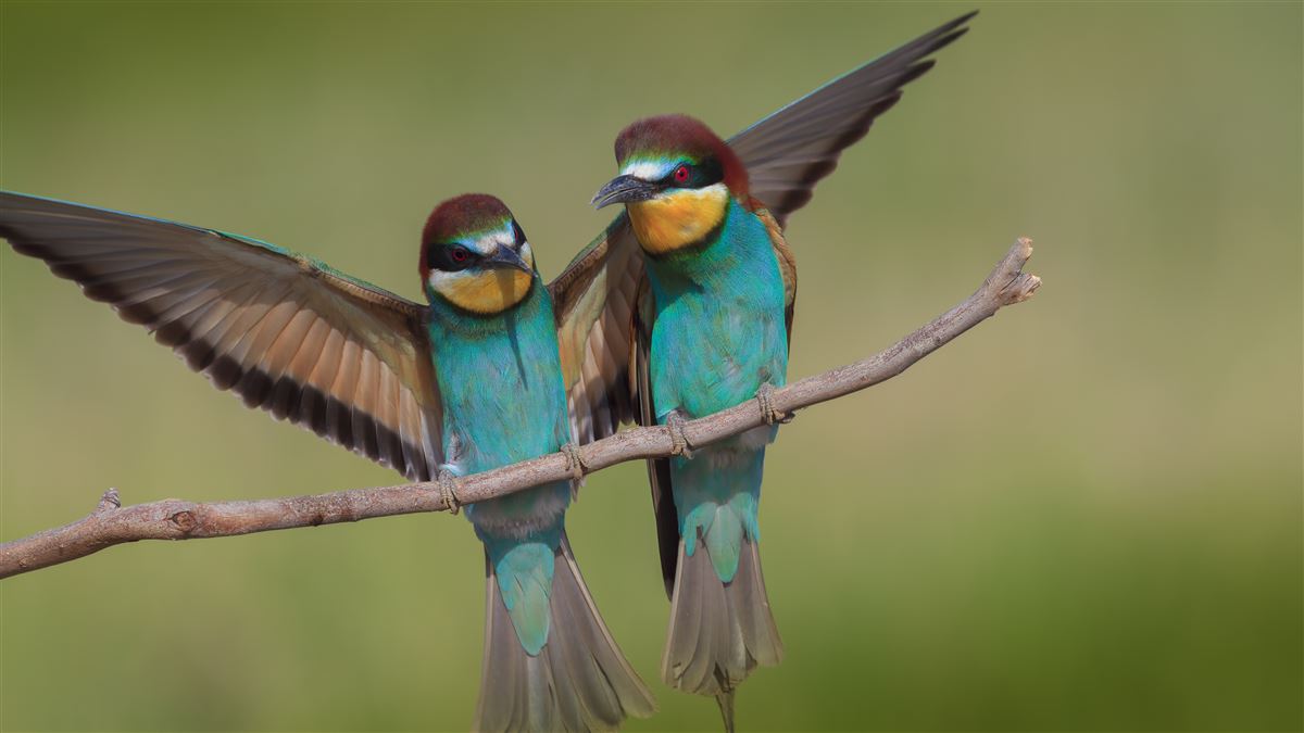 European Bee-eater
