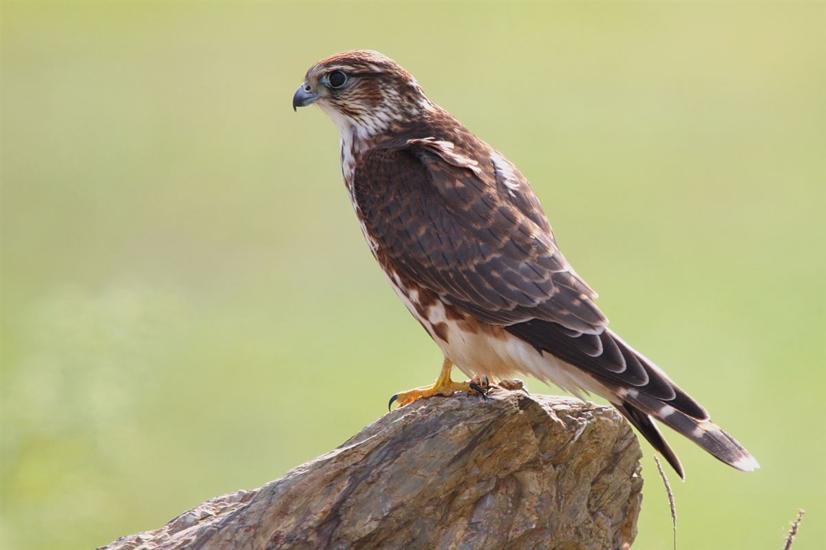 Merlin