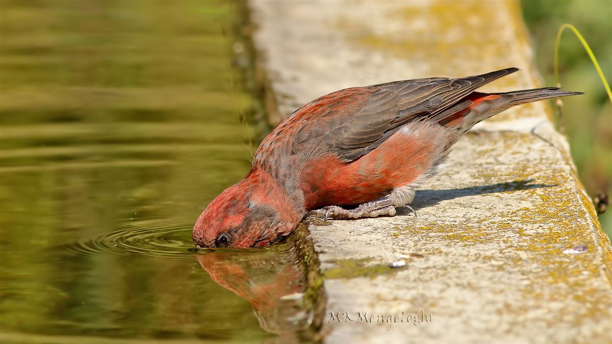 Red Crossbill
