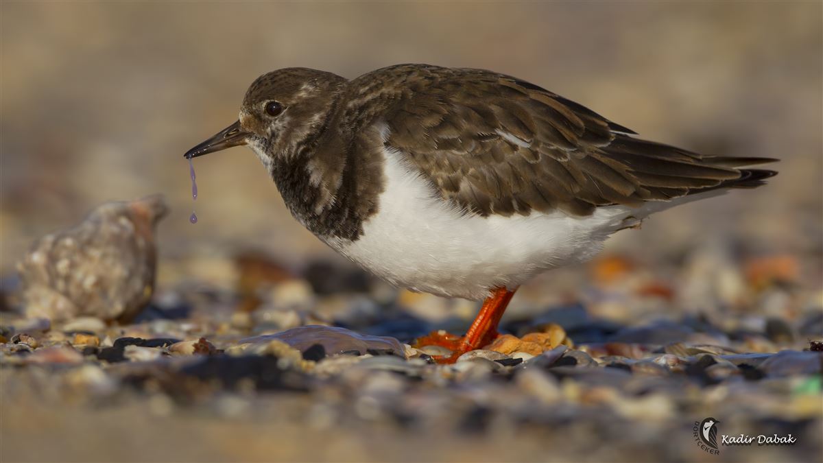 Ruddy Turnstone