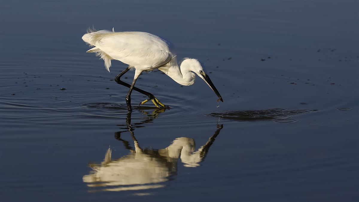 Little Egret