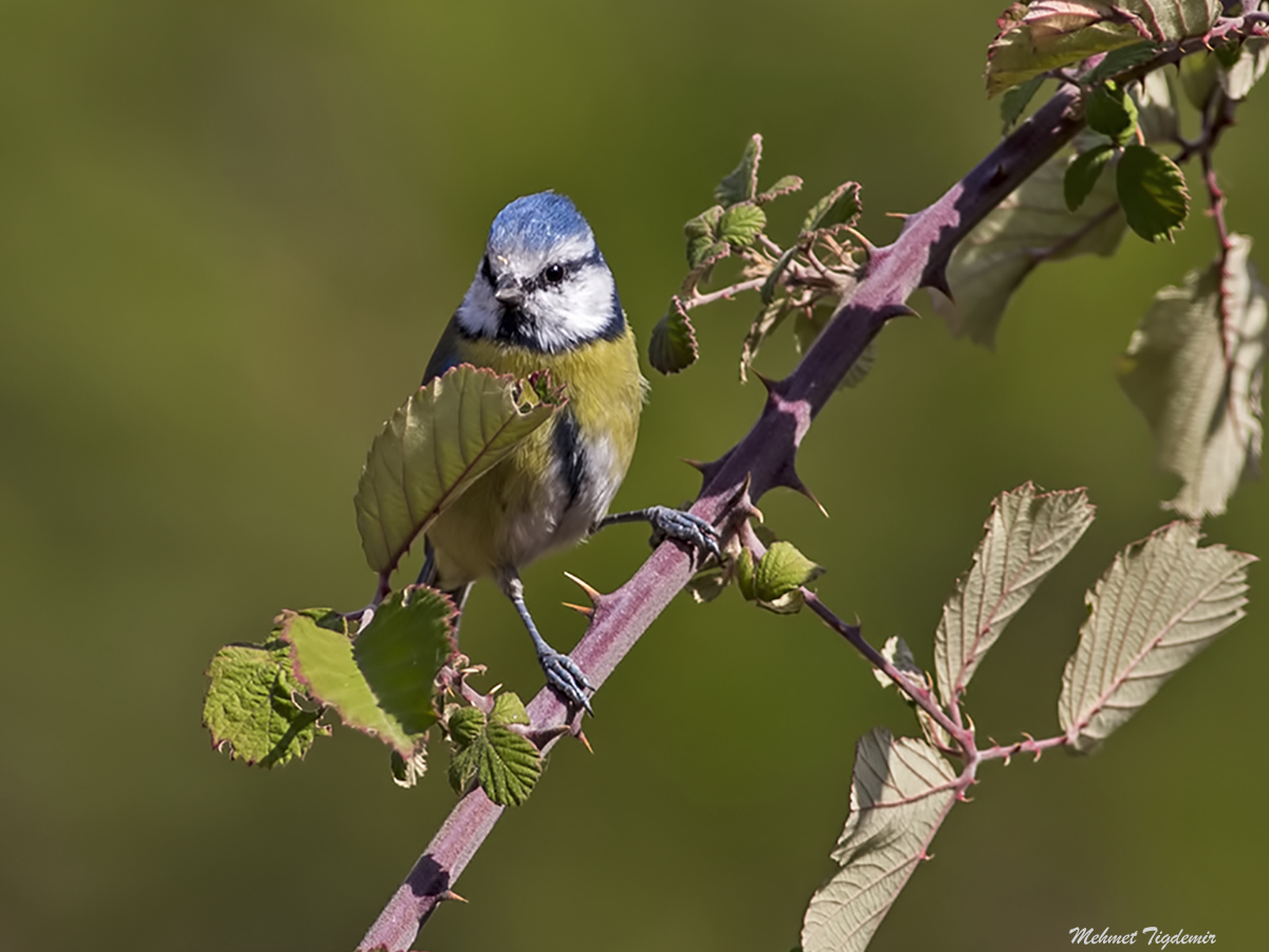 Eurasian Blue Tit