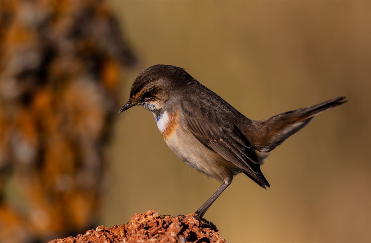 Bluethroat