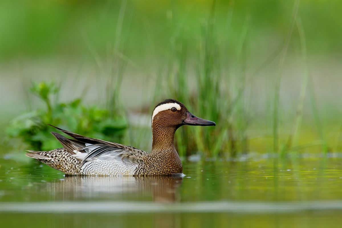 Garganey