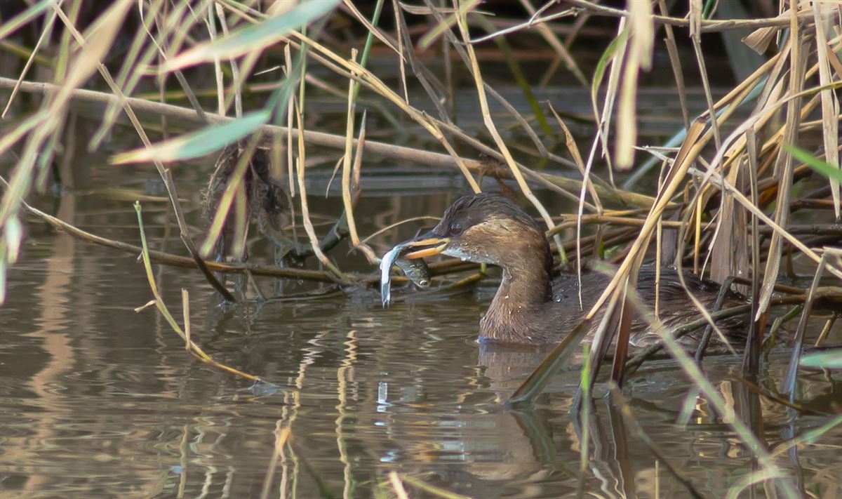 Little Grebe