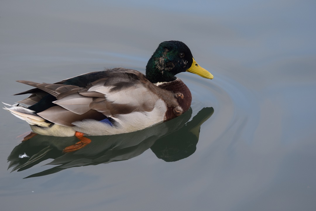 Mallard