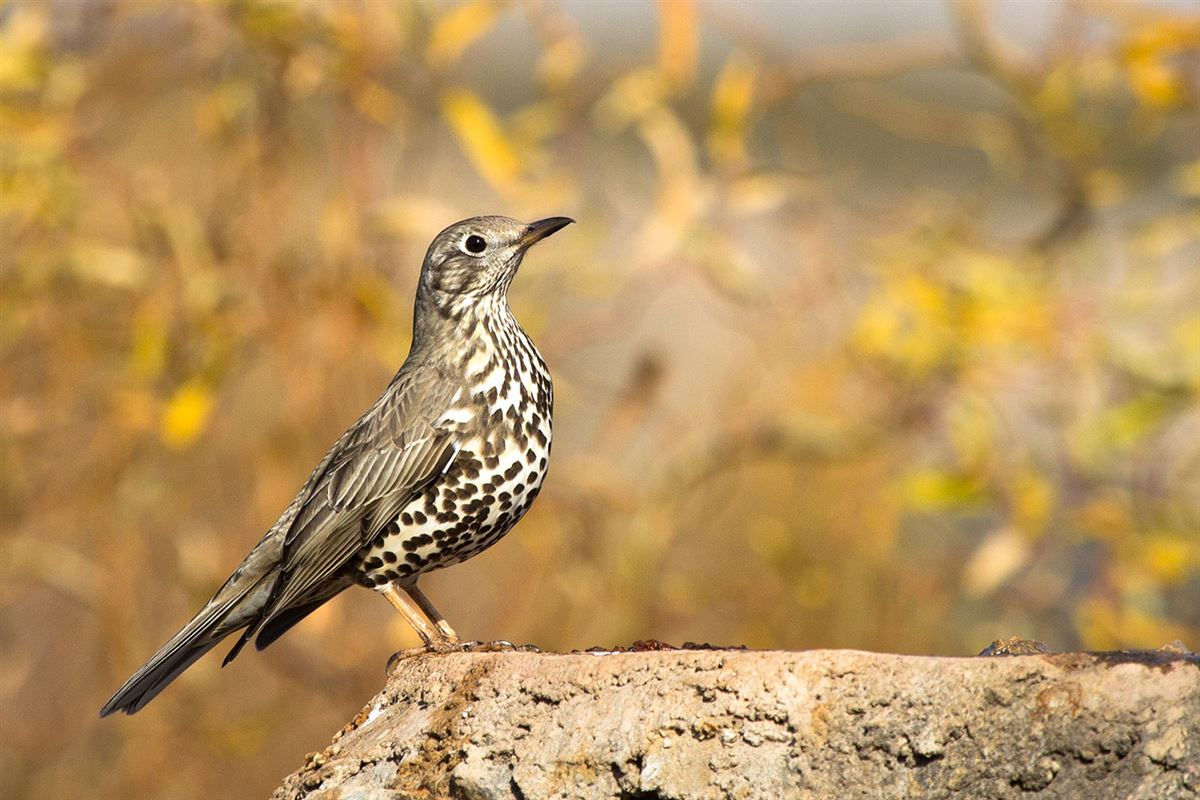 Mistle Thrush