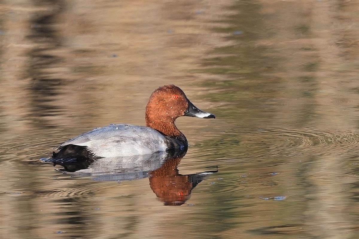 Elmabaş Patka