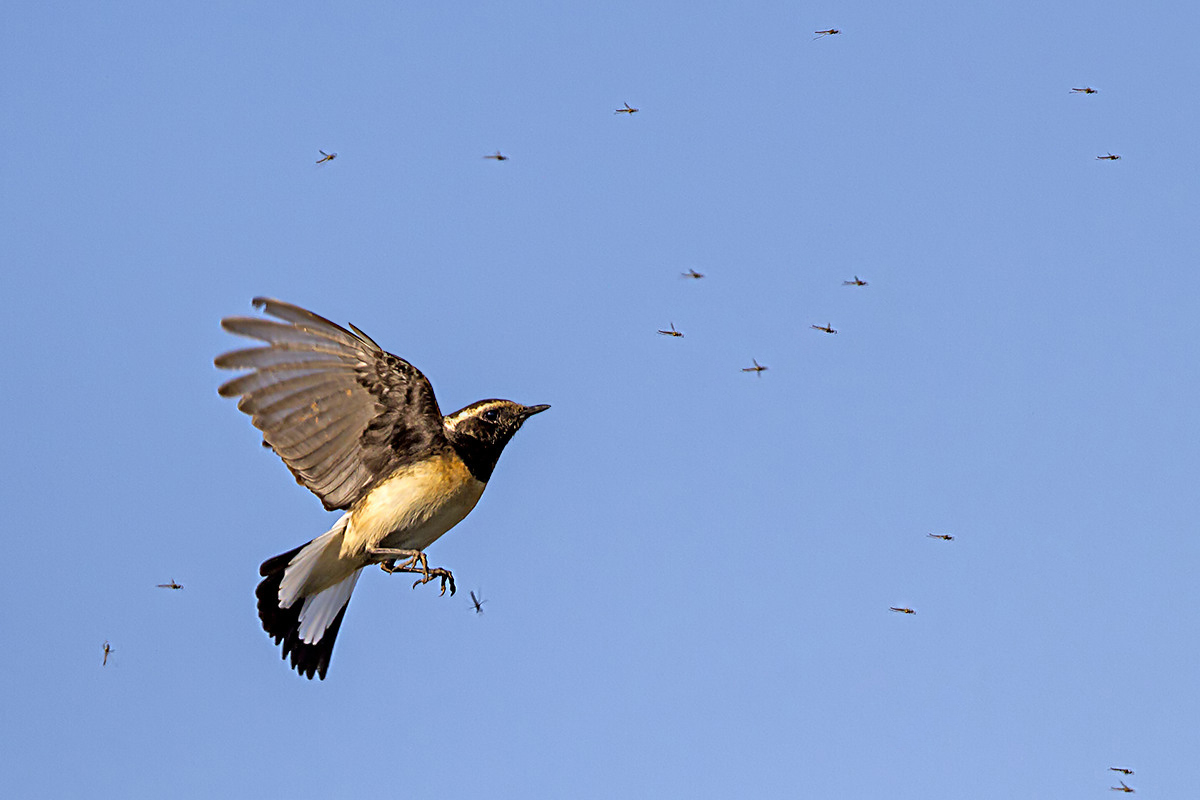 Cyprus Wheatear