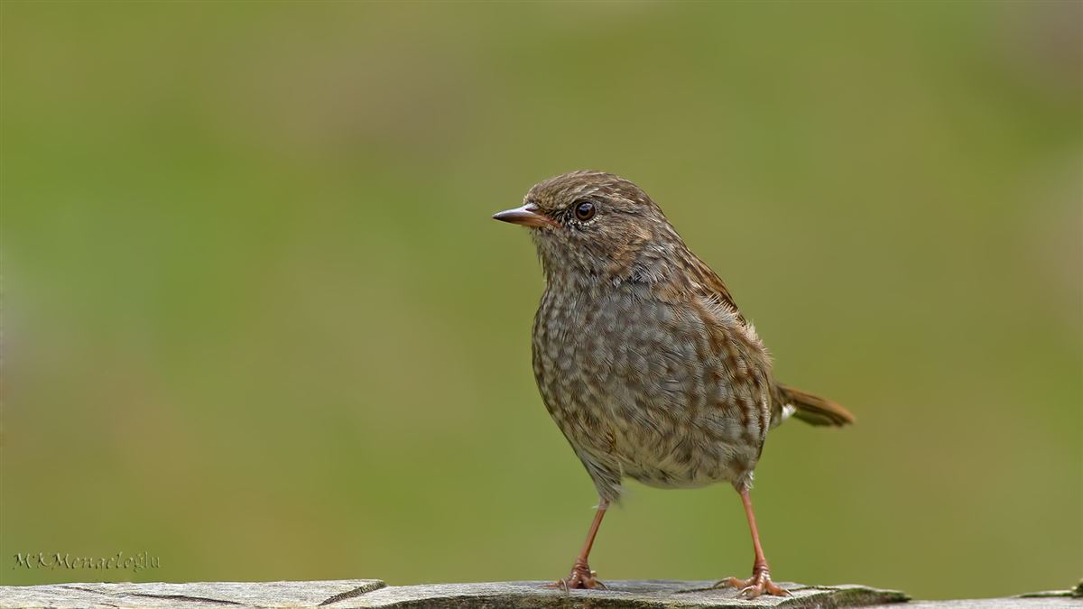 Dunnock