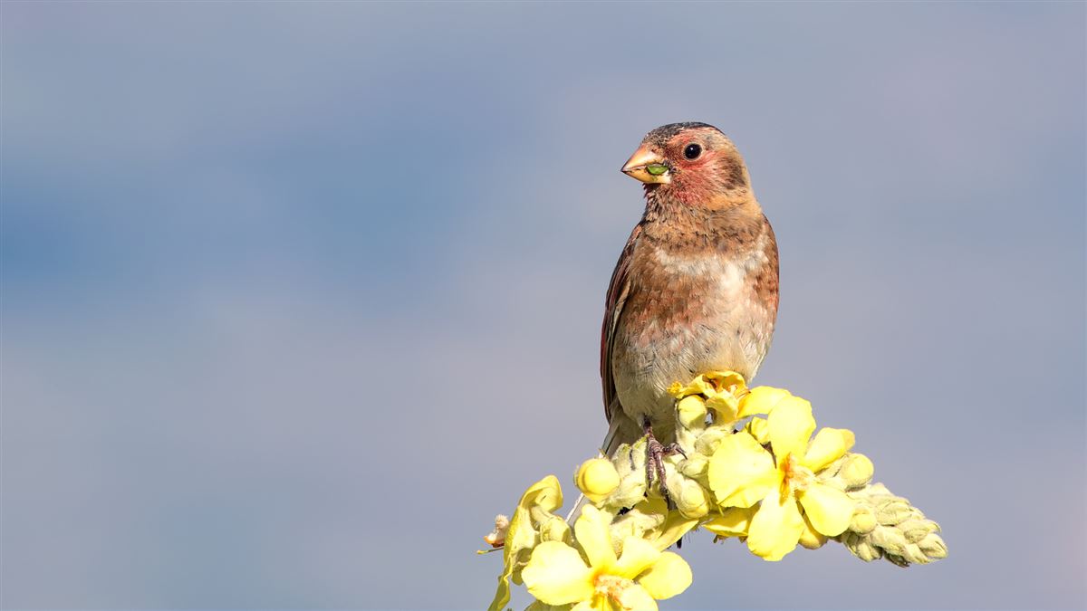 Eurasian Crimson-winged Finch