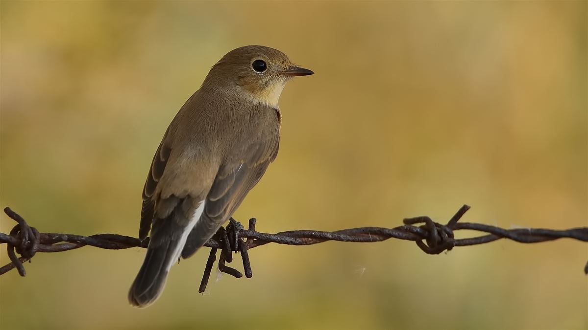 Red-breasted Flycatcher