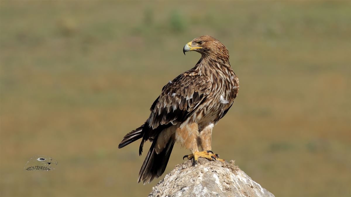 Eastern Imperial Eagle