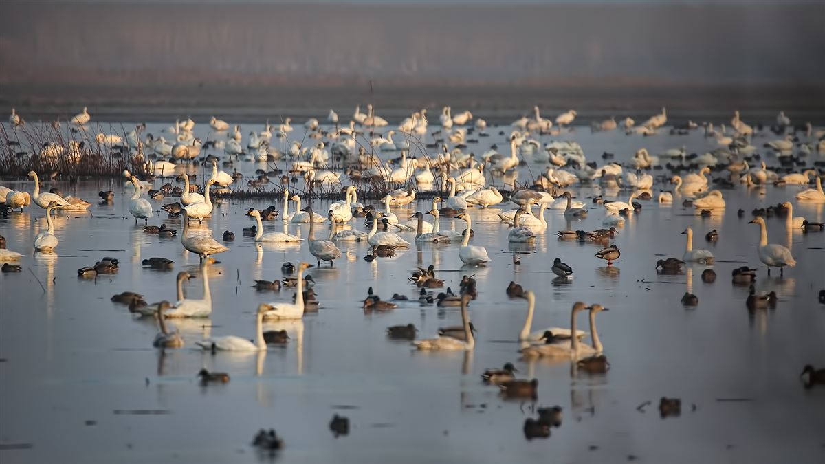 Tundra Swan