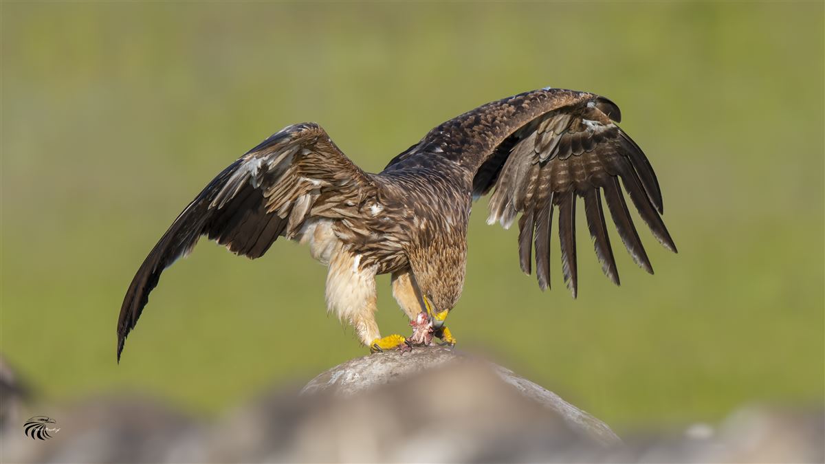 Eastern Imperial Eagle