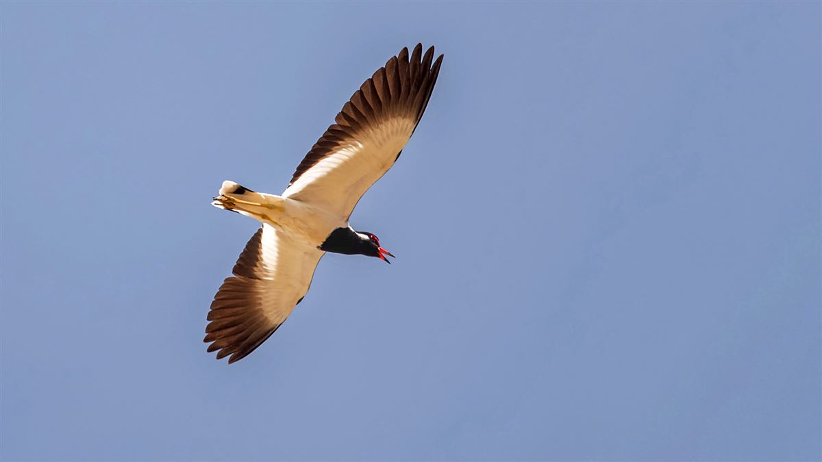 Red-wattled Lapwing