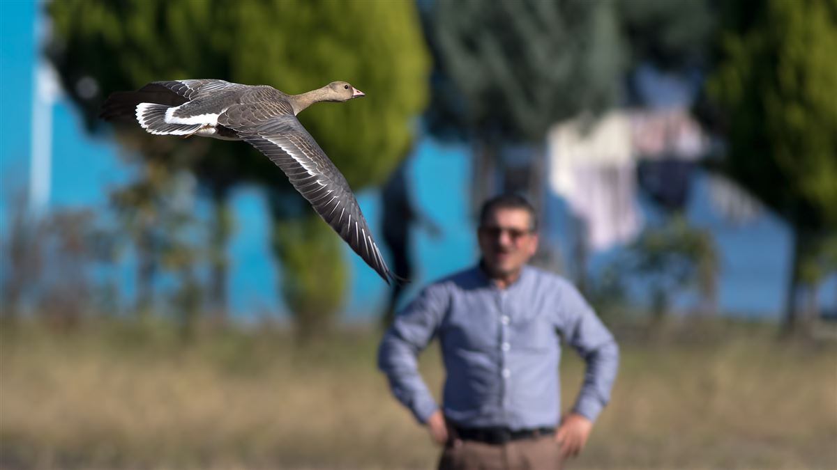 Greater White-fronted Goose