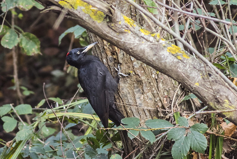 Black Woodpecker