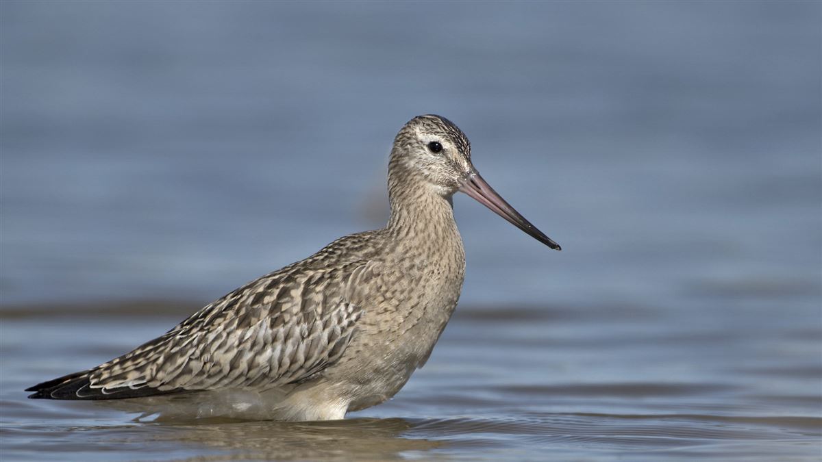 Bar-tailed Godwit