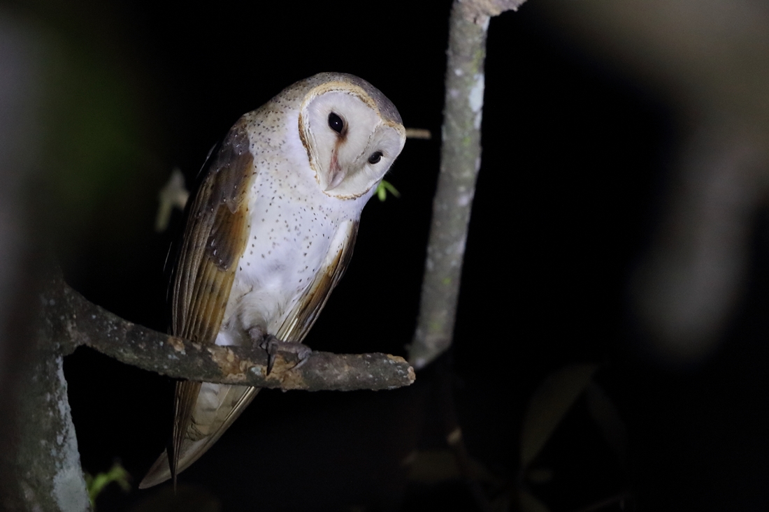 Western Barn Owl
