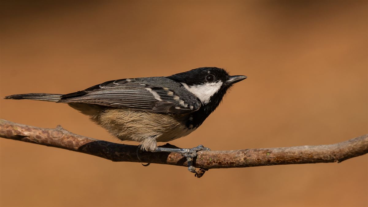 Coal Tit