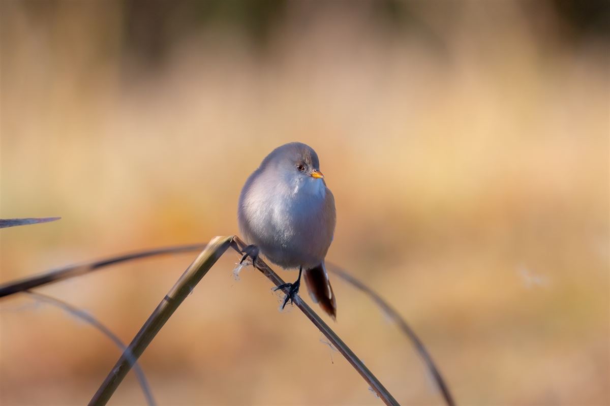 Bearded Reedling